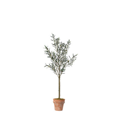 Olive Tree in Dwell Planter 6' - 21PV317