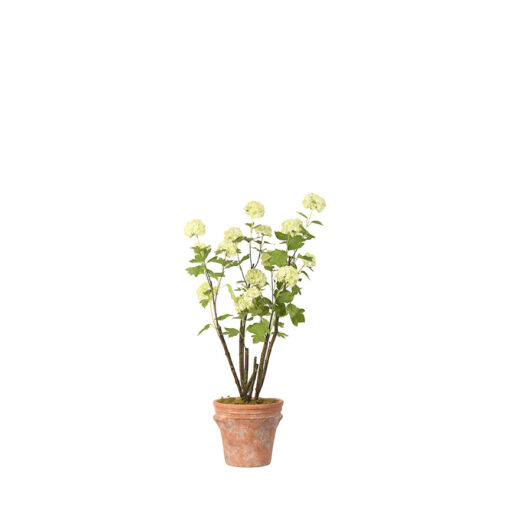 Snowball Plant in Dwell Pot - 21PV319