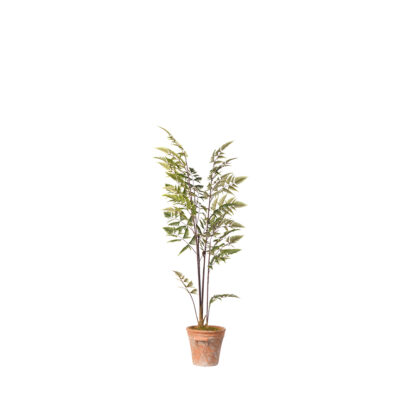 Leather Fern in Dwell Planter 5' - 21PV320