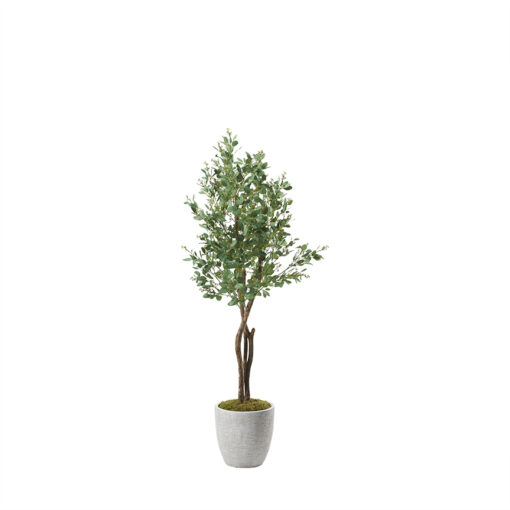 Poppel Spray in Hudson Planter 6.5' - 322704
