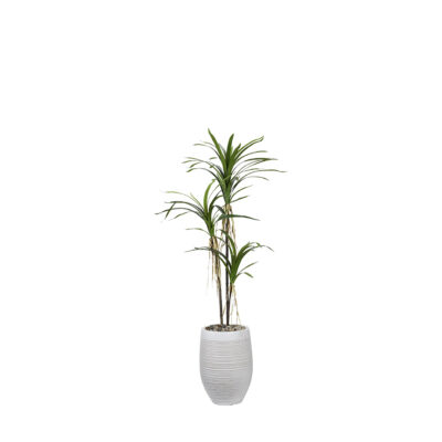 Dracaena Tree in Kai Planter 5.6' - 1023-2917