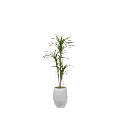 Dracaena Tree in Kai Planter 5.6' - 1023-2917