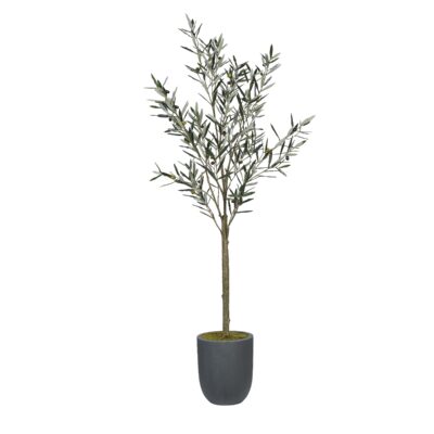 Olive Tree in Campbell Planter 6.3' - 1024-2528