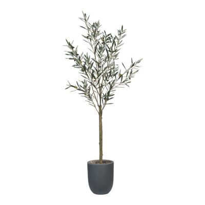 Olive Tree in Campbell Planter 6.3' - 1024-2528
