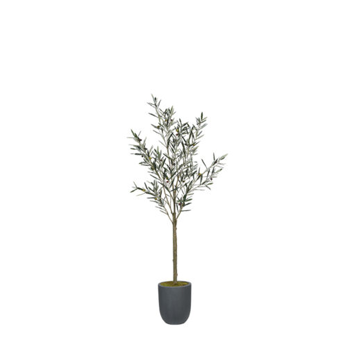 Olive Tree in Campbell Planter 6.3' - 1024-2528