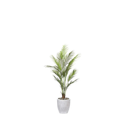 Areca Palm in Hudson Planter 4.3' - 1025-2820