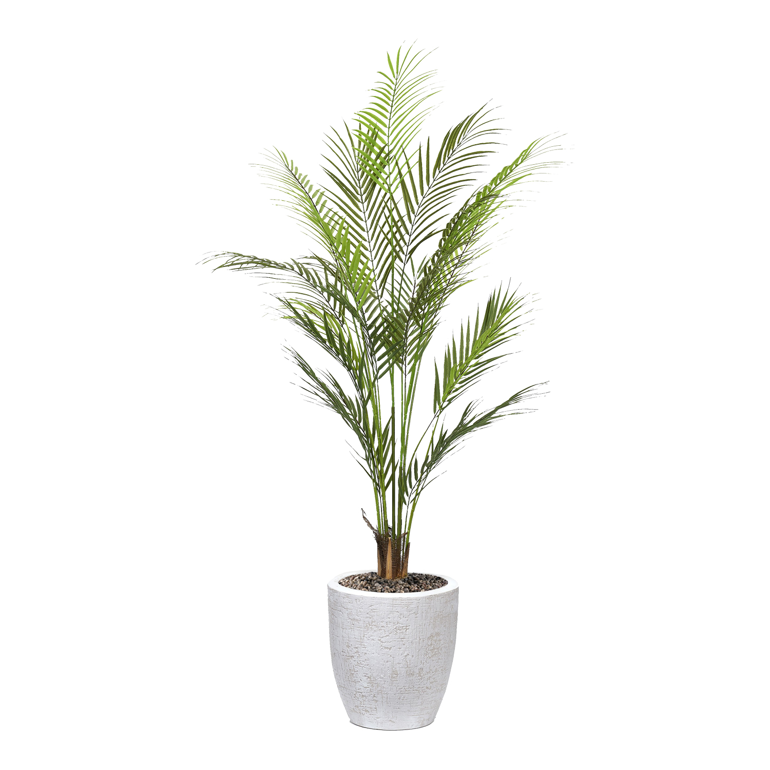 Areca Palm in Hudson Planter 4.3' - 1025-2820