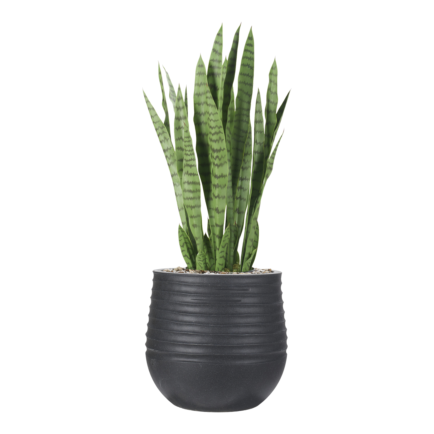Sansevieria in Mariella Planter - 1026-3047