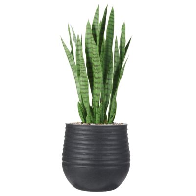 Snake Plant in Small Black Mariella Planter - 1026-3047
