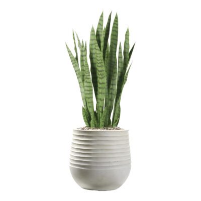 Sansevieria in Mariella Planter - 1026-3049