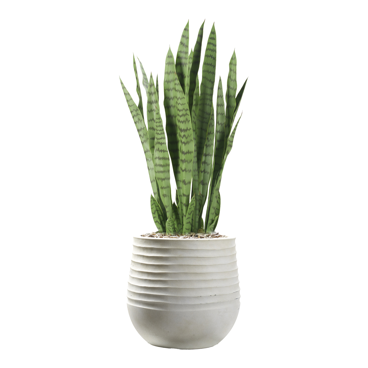 Sansevieria in Mariella Planter - 1026-3049