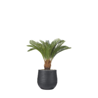 Sago Palm in Mariella Planter - 1027-3047