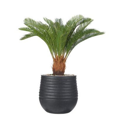 Sago Palm in Small Black Mariella Planter - 1027-3047