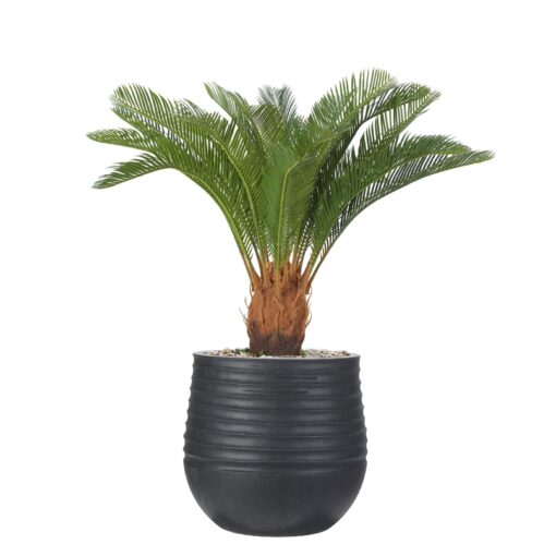 Sago Palm in Small Black Mariella Planter - 1027-3047