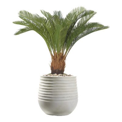 Sago Palm in Mariella Planter - 1027-3049
