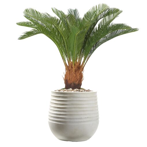 Sago Palm in Small White Mariella Planter - 1027-3049