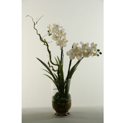 White/Cream Vanda Orchids in Hurricane Vase - 154021
