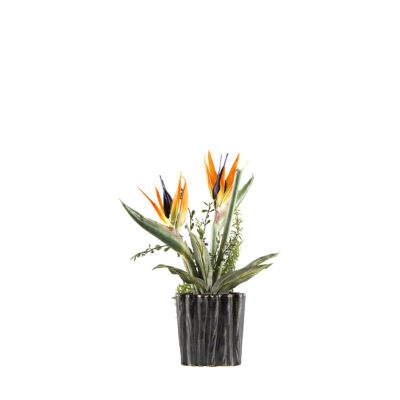 Bird of Paradise with Foliage in Ripple Planter - 174023