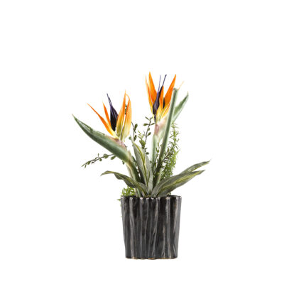 Bird of Paradise with Foliage in Small Ripple Planter - 174023