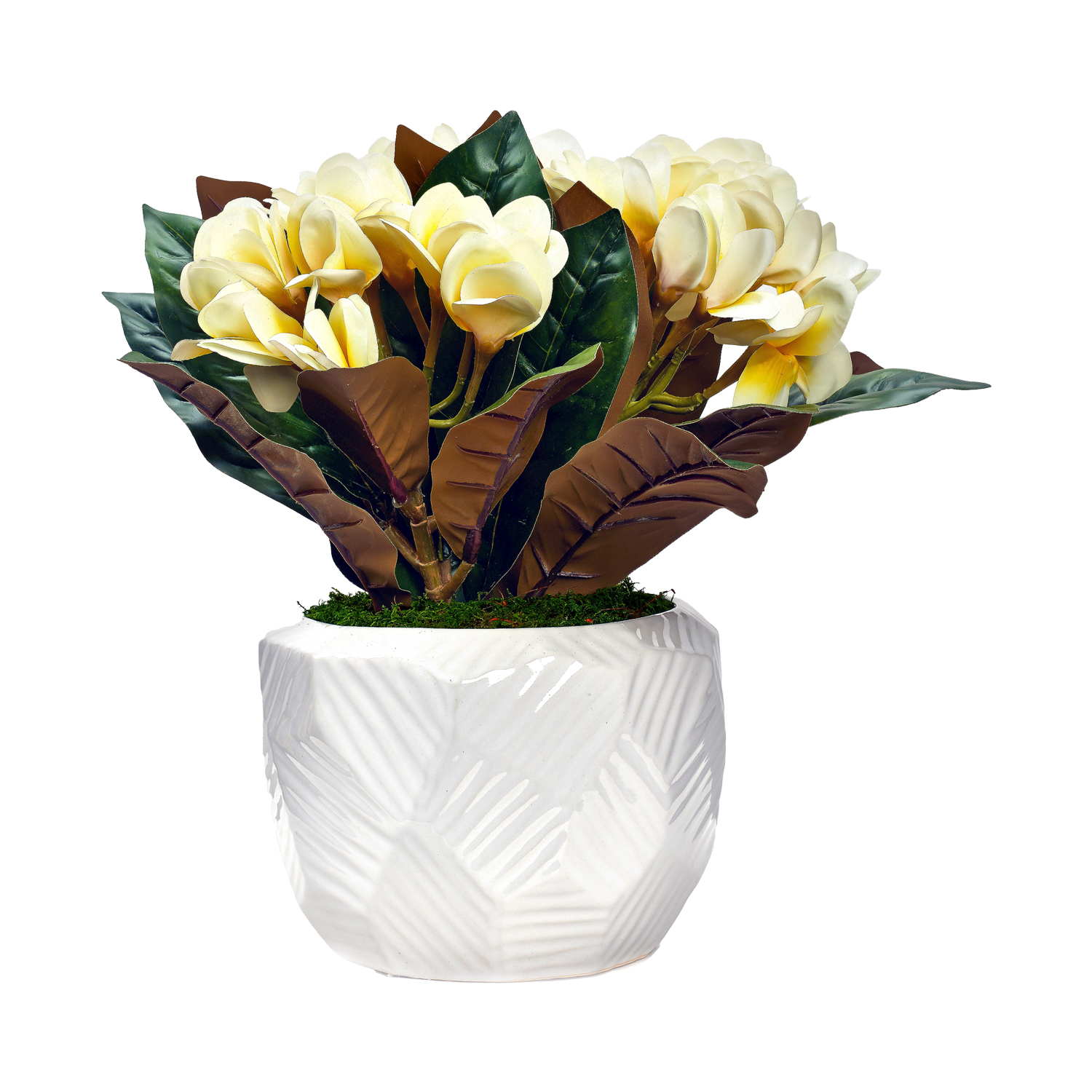 Frangipani in White Flintstone Planter - 243004