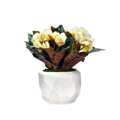 Cream Frangipani in Large White Flintstone Planter - 243004