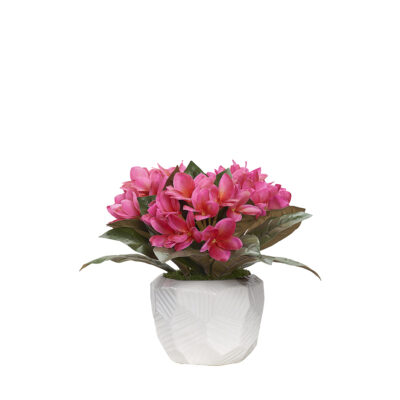 Beauty Frangipani in Flintstone Planter - 243006