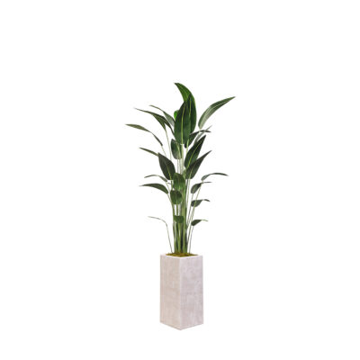 Traveler Palm in Everett Planter 7' - 322101