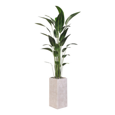 Traveler Palm in Everett Planter 7' - 322101