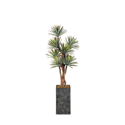 Agave Tree in Everett Planter 8' - 323602-2913