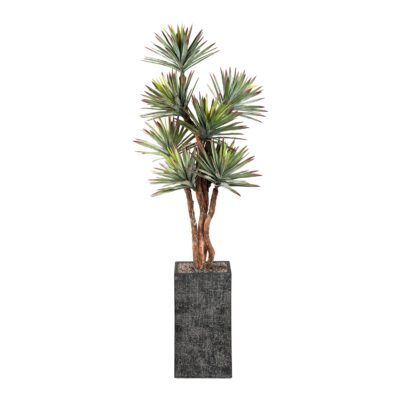 Agave Tree in Everett Planter 8' - 323602-2913