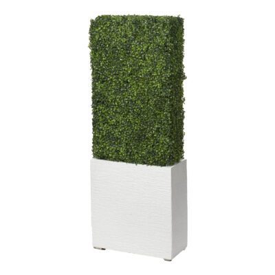 Boxwood Hedge in White Planter 5' - 323841