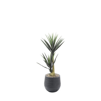 Yucca Plants in Mariella Planter 5' - 808-3047