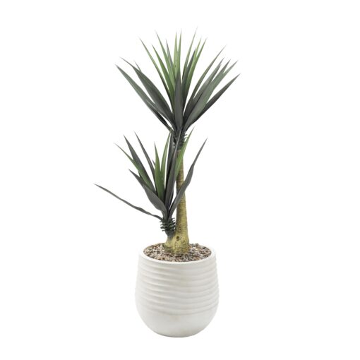 Yucca Plants in Small White Mariella Planter 5' - 808-3049
