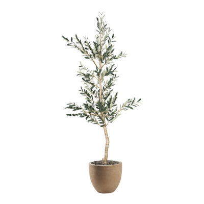 Olive Tree in Grove Planter 6.5' - 324306