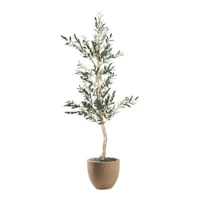 Olive Tree in Grove Planter 6.5' - 324306