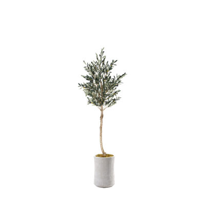 Olive Tree in Weston Planter 7' - 324307