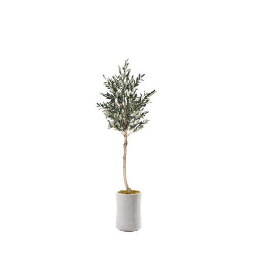 Olive Tree in Weston Planter 7' - 324307