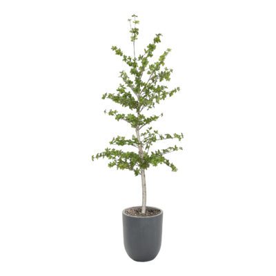 Japanese Quince Tree in Campbell Planter 7' - 324308