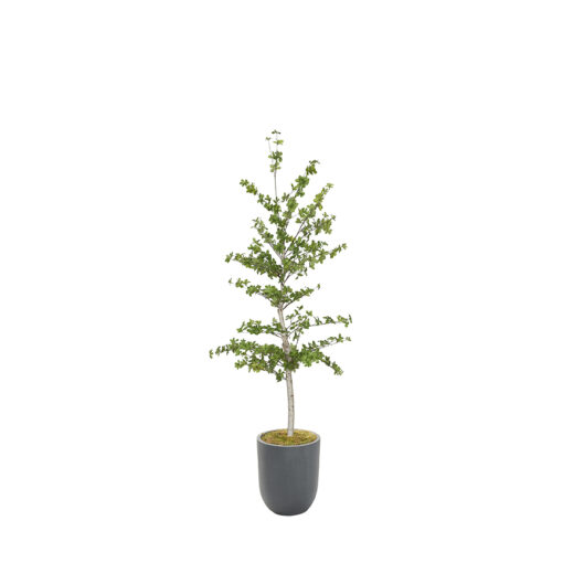 Japanese Quince Tree in Campbell Planter 7' - 324308