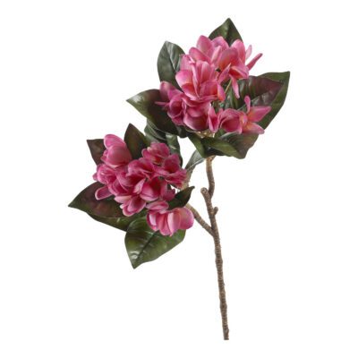 Beauty Frangipani - FL2583