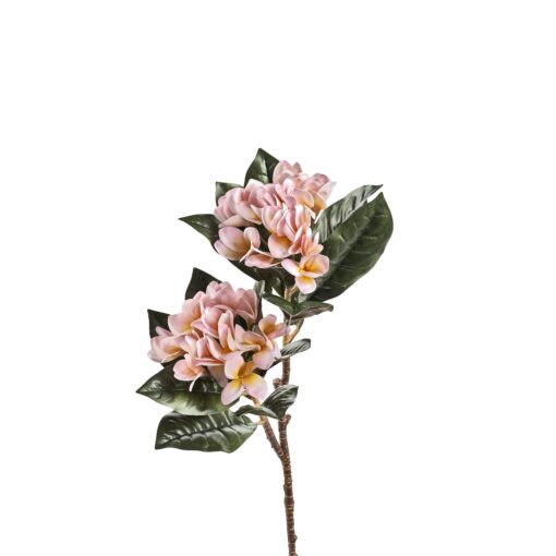 Pink Frangipani - FL2584
