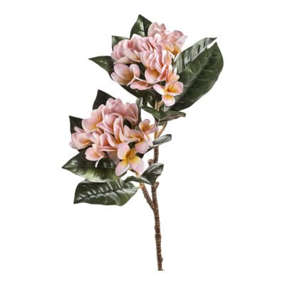 Sunset Frangipani - FL2584