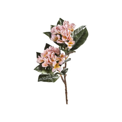 Sunset Frangipani - FL2584