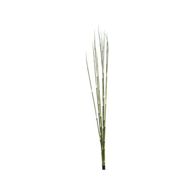 Horsetail Reed - GR2209