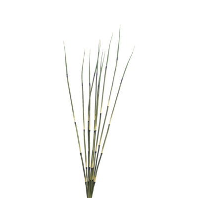 Horsetail Reed - GR2210
