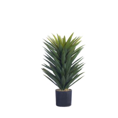 Agave Sisalana Plant in Nursery Pot - TL1028