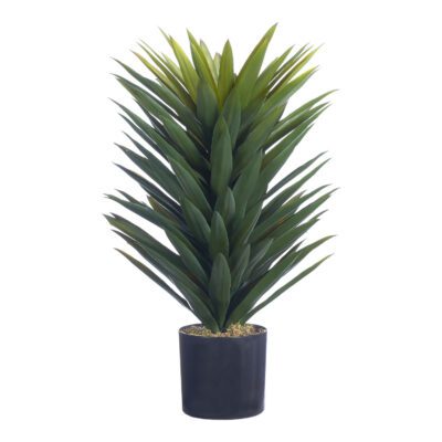 Agave Sisalana Plant in Nursery Pot - TL1028