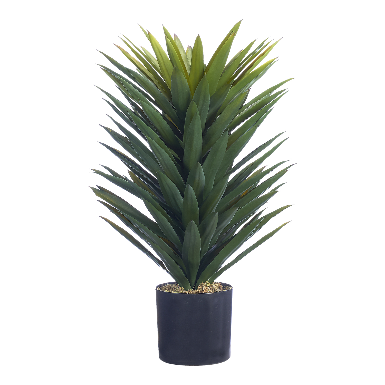 Agave Sisalana Plant in Nursery Pot - TL1028