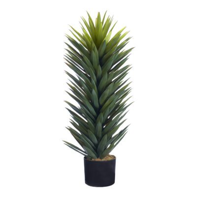 Agave Sisalana Plant in Nursery Pot 4' - TL1029