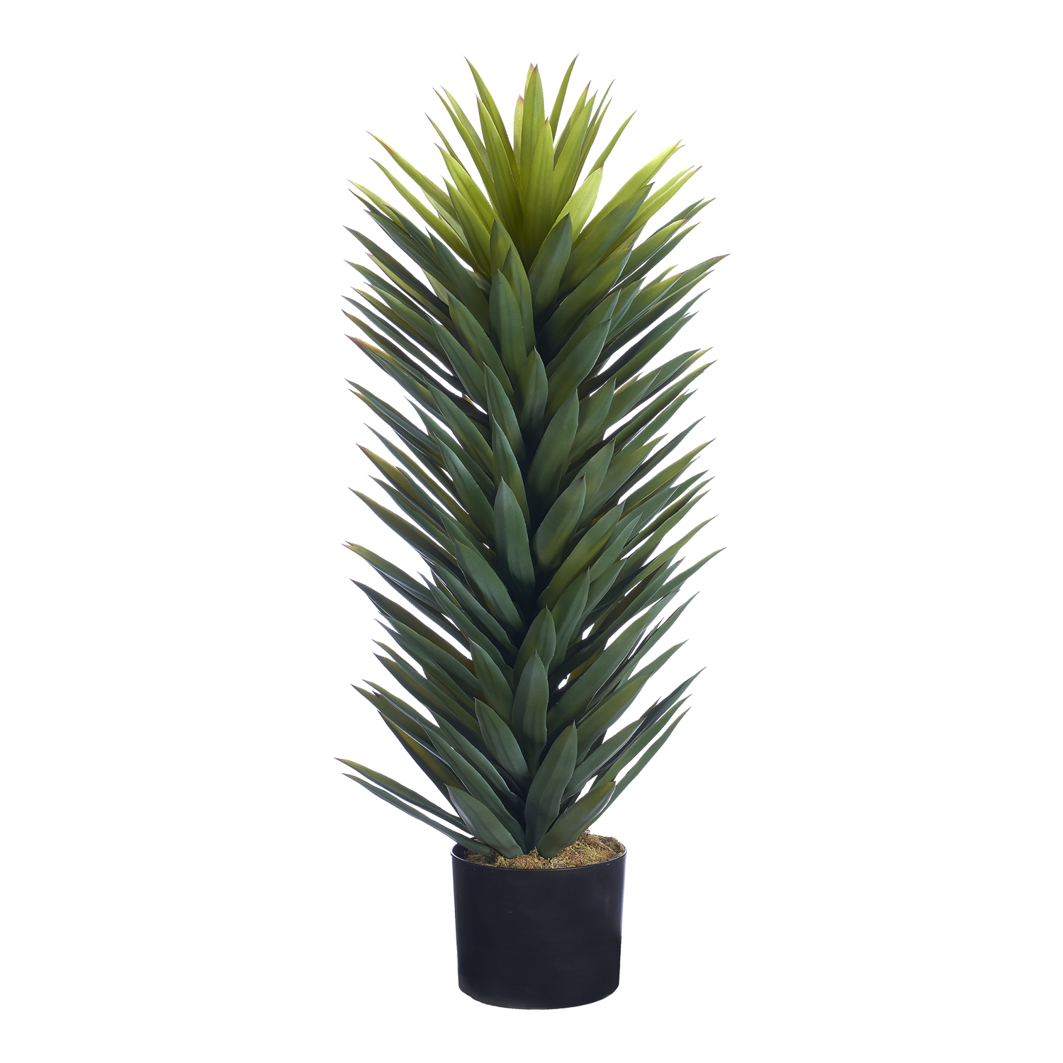 Agave Sisalana Plant in Nursery Pot 4' - TL1029